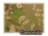 Camomila
