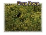 Erva-doce