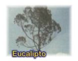 Eucalipto