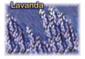 Lavanda