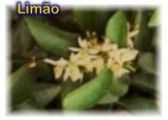 Lim�o
