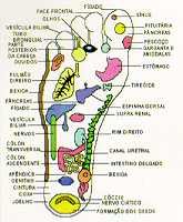 Reflexoterapia do pé direito Reflexoterapia do pé direito